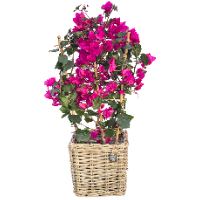 Bougainvillea 